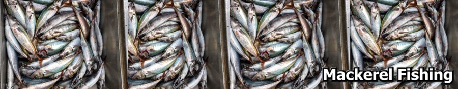 Mackerel Fishing Charters